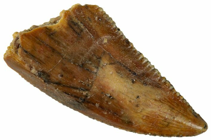 Serrated, Raptor Tooth - Real Dinosaur Tooth #261041